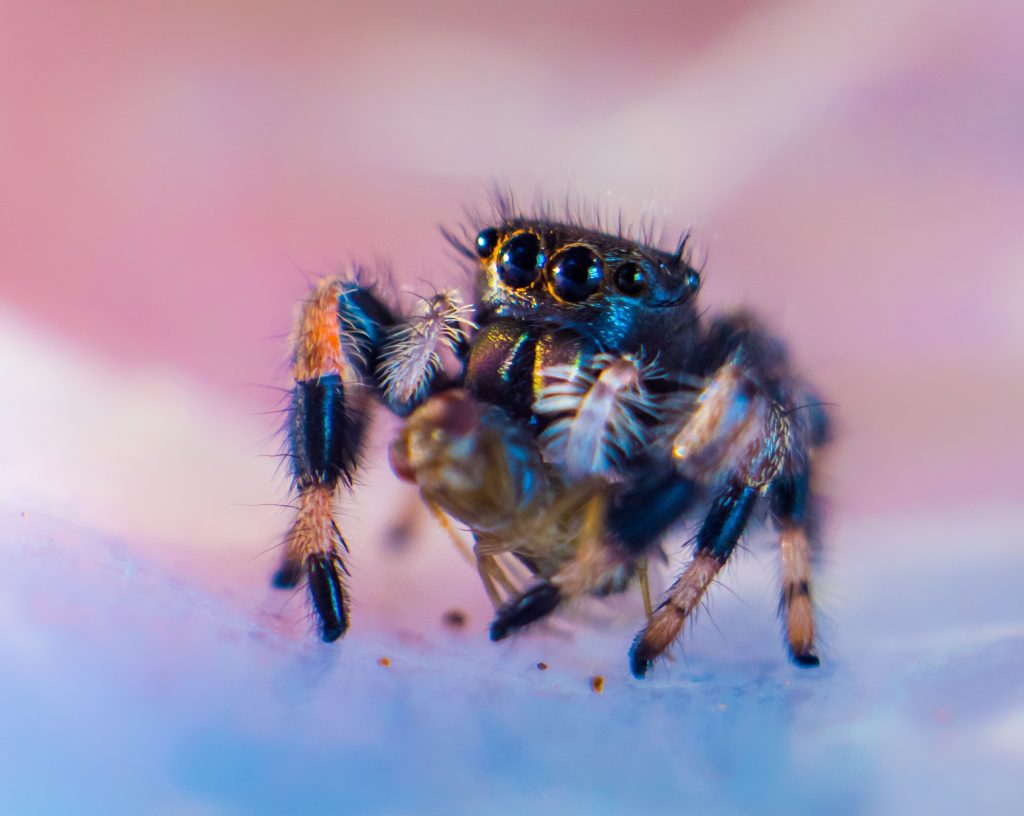 black and brown female jumping spider known as phidippus genus standing on her six hairy legs and starring at you with her four black eyes