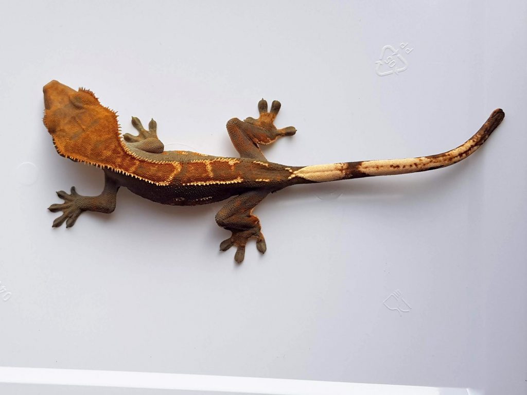 Brown and Orange striped Crested gecko known as Correlophus ciliatus or eyelash gecko with spotty white and brown tail reptiles geckos sale UK