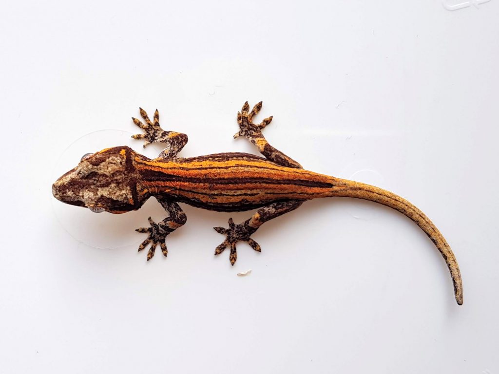 Black and Orange Cute Gargoyle gecko known as Rhacodactylus auriculatus New Caledonian bumpy gecko with a pale orange tail and spotty head 