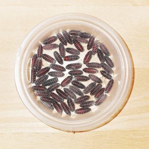 blue bottle fly pupae feeder insect