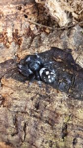 Phidippus regius Cuba