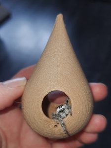 little cute jumping spider is hiding in the jumping spider cocoon little house made of wood you can find on our spider shop uk